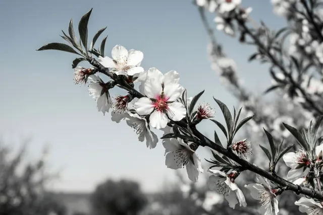 De lente bloeit zacht