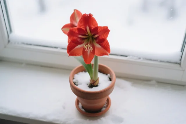 Bloei tussen de sneeuw