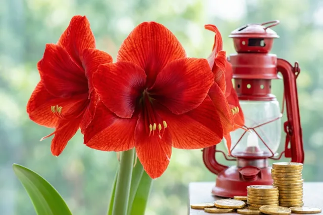 Nieuwjaarswensen bij de amaryllis