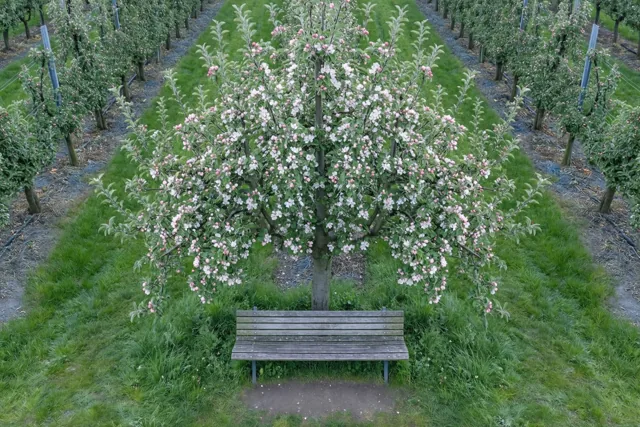 De boomgaard bloeit