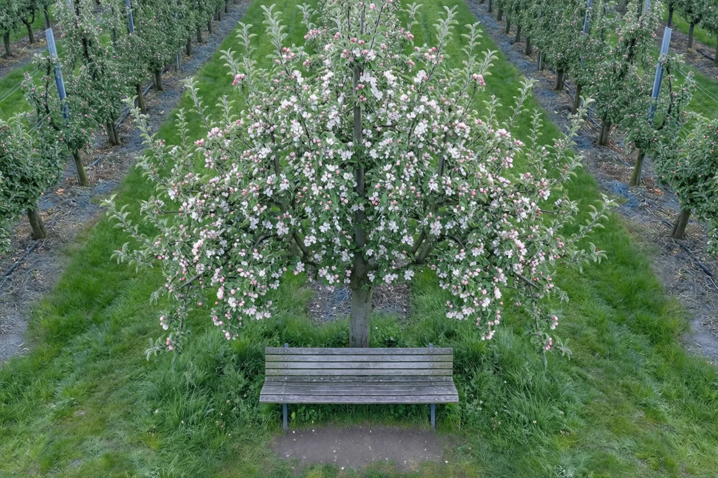 Een houten bank staat onder een bloeiende appelboom in een groen veld met nette rijen bomen in zacht natuurlijk licht.