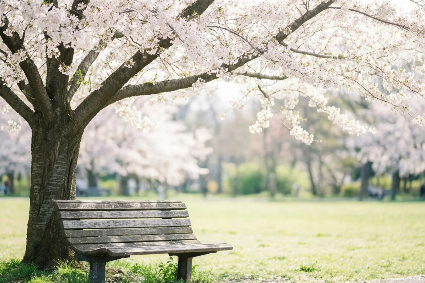 Een lege houten bank staat onder een grote kersenboom met roze en witte bloesems in een zonnig park met een groen gazon.