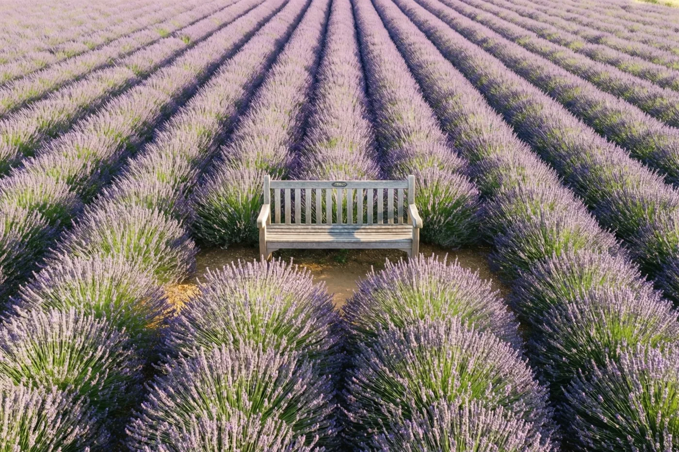 Een houten bank staat tussen nette rijen paarse lavendel in zacht, warm zonlicht.