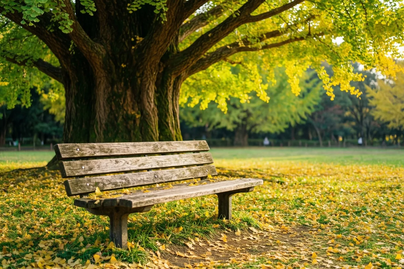 Een houten bankje staat onder een grote ginkgo met goudgele bladeren en op het gras eromheen liggen gevallen gouden bladeren.