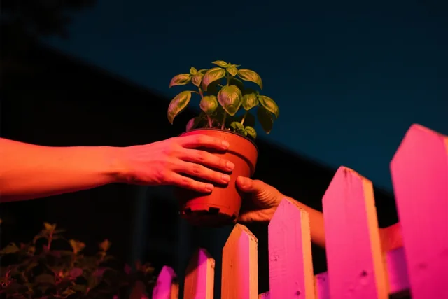 Twee handen geven 's nachts een pot basilicum door boven een laag tuinhek, in rood en roze licht onder een donkerblauwe hemel.