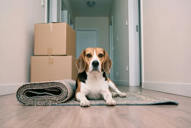 Een eigen hoekje voor de beagle
