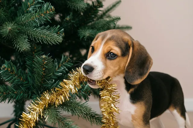 De puppy helpt met kerst
