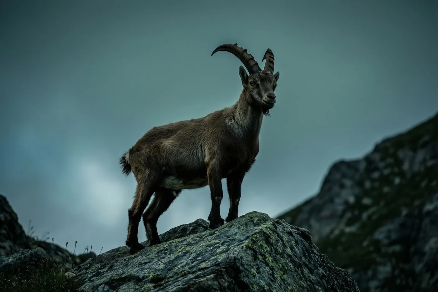 Een berggeit staat alert op een grote bemoste rots in een ruig hooggebergte onder een bewolkte hemel.
