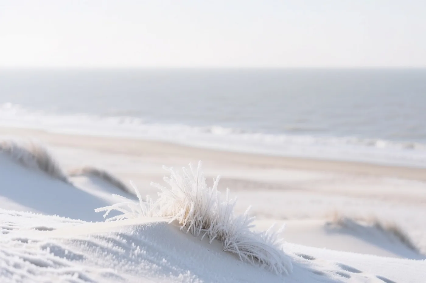 Een close-up toont berijpt duingras op besneeuwde duinen met een kalme grijze zee op de achtergrond.