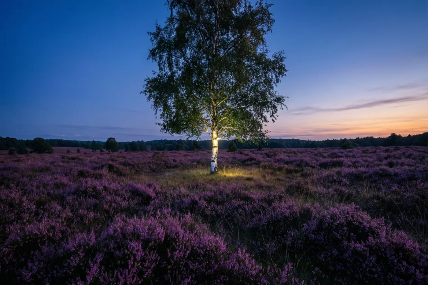 Een enkele berk staat midden op een uitgestrekte paarse heide onder een blauw-paarse schemerlucht met een oranje gloed aan de horizon.