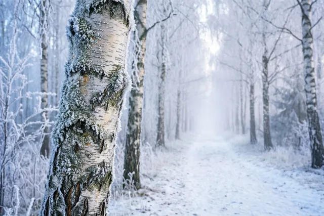 Een wit pad door de winter