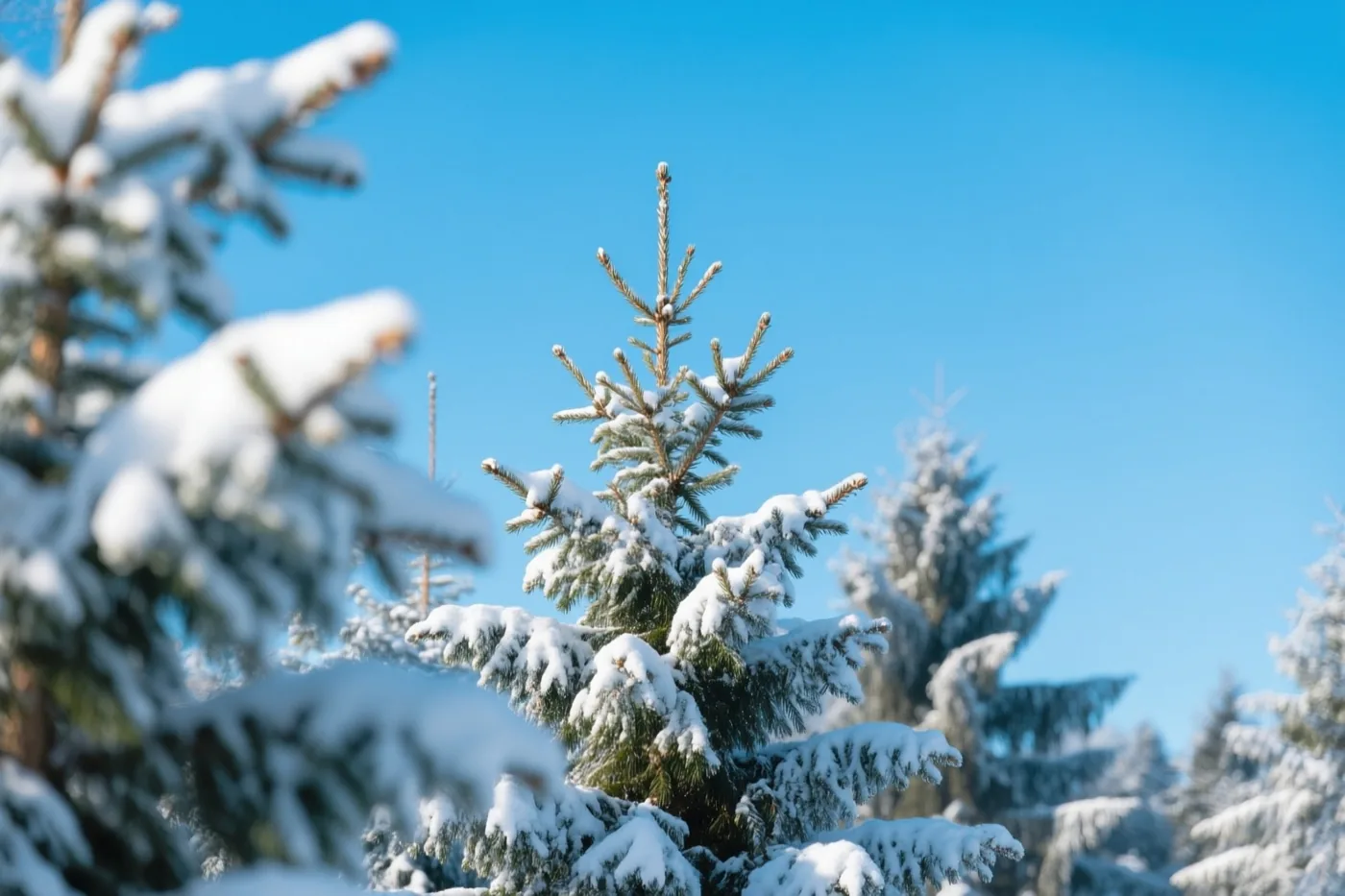 Besneeuwde dennen met donkergroene naalden staan onder een helderblauwe hemel, met onscherpe takken op de voorgrond.