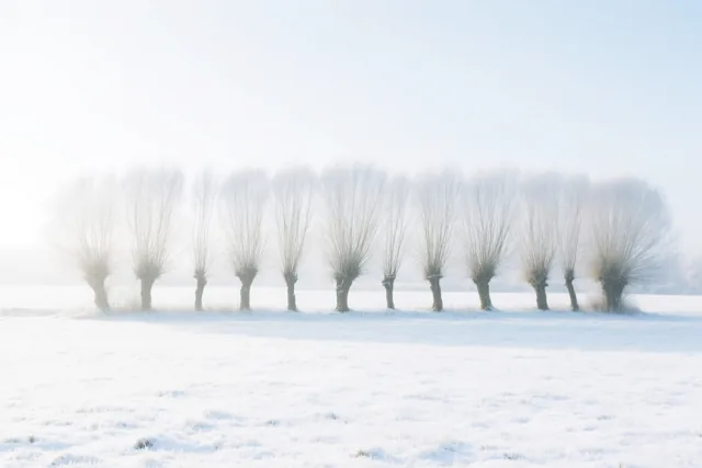 Zachtheid in de sneeuw