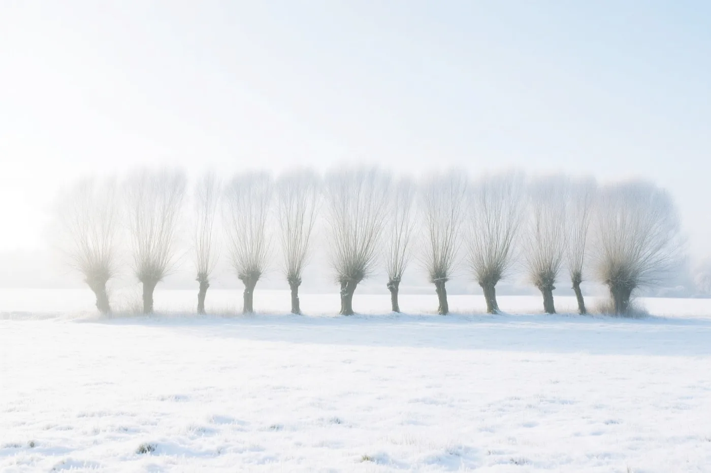 Een rij knotwilgen staat in een besneeuwde weide onder een bleke lucht, in zachte witte en lichtblauwe tinten.