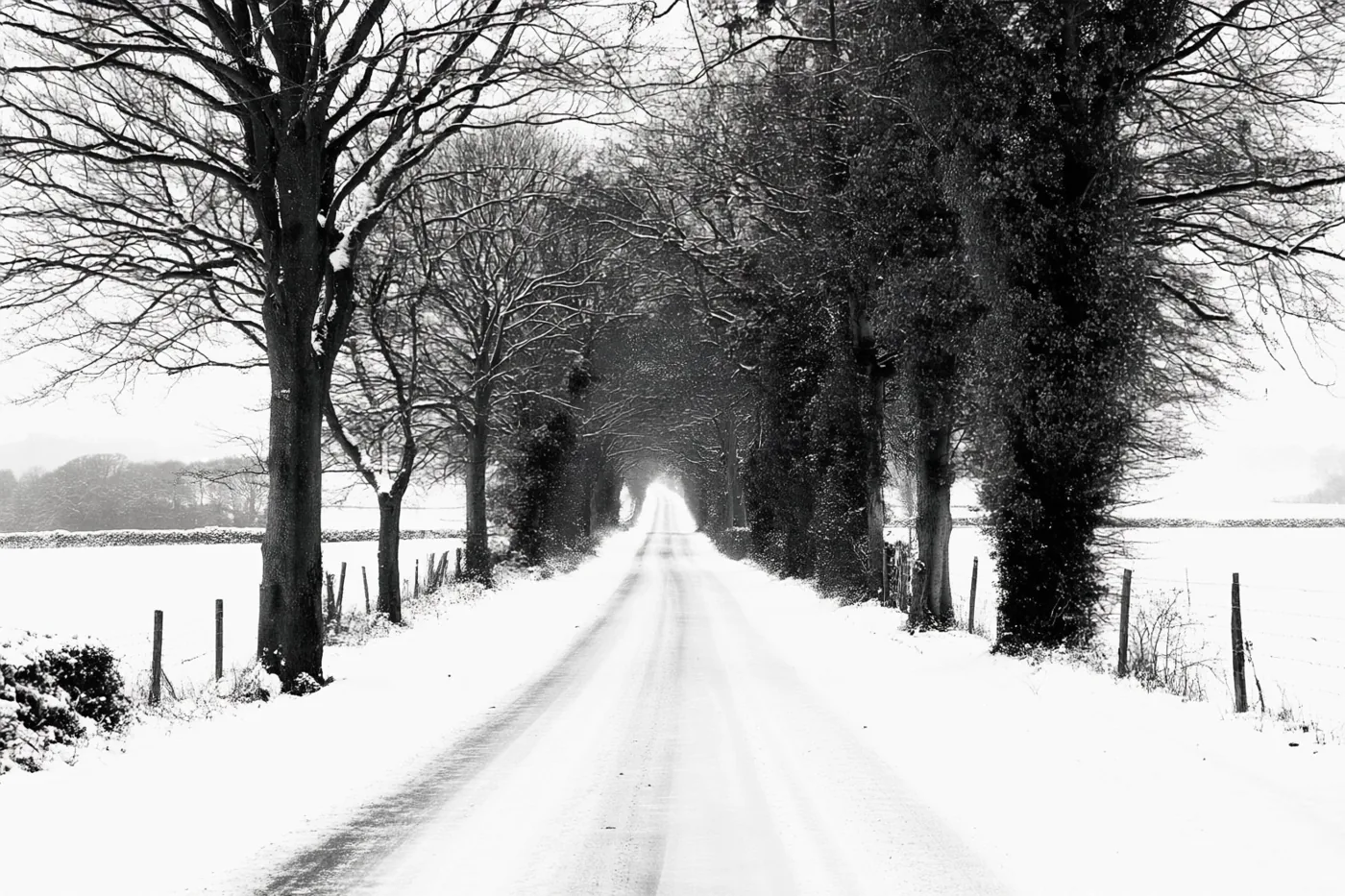 Een besneeuwde landweg met kale bomen aan weerszijden loopt in de verte door in een monochroom winterlandschap.