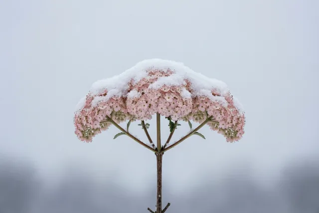 Eén takje winterse zachtheid