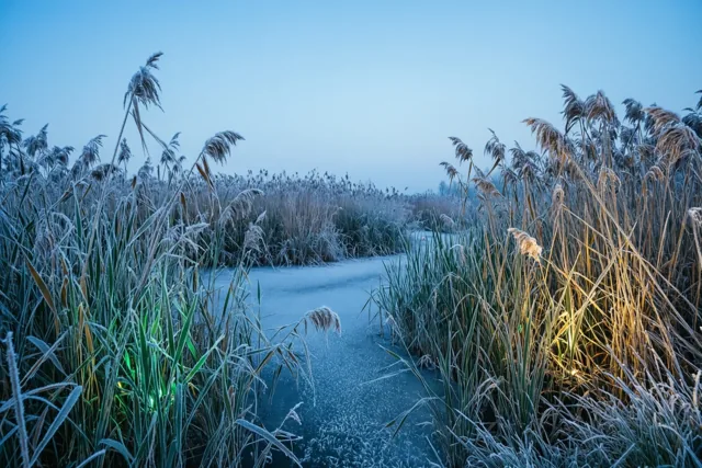 Winterlicht boven het moeras