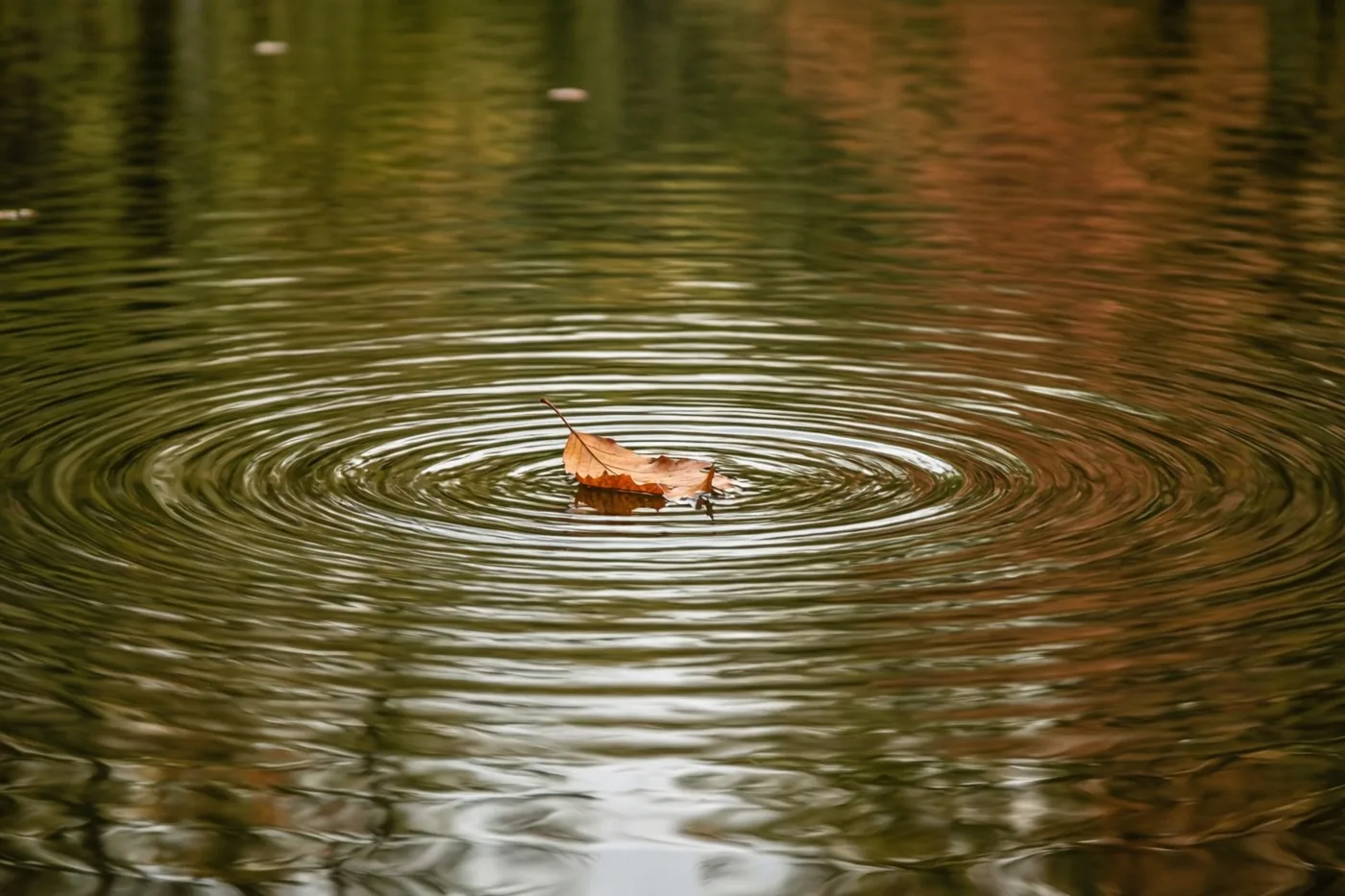 Een bruin blad drijft op een rustige vijver met kringen eromheen en gedempte groene en bruine weerspiegelingen in het water.