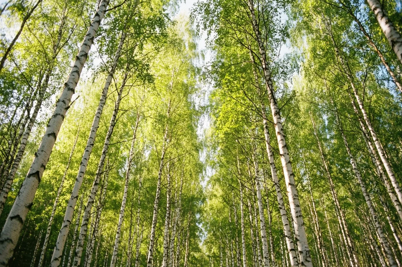 Van onderaf zijn hoge berken met slanke witte stammen te zien, met een groen bladerdak waar zacht en helder zomerlicht doorheen valt.
