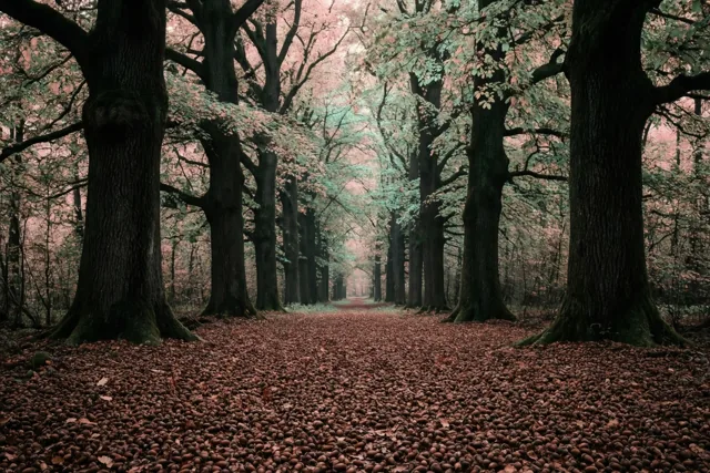 Een tapijt van herfstbladeren