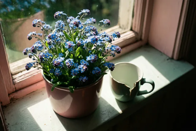 Kleine bloemen, welgemeende excuses