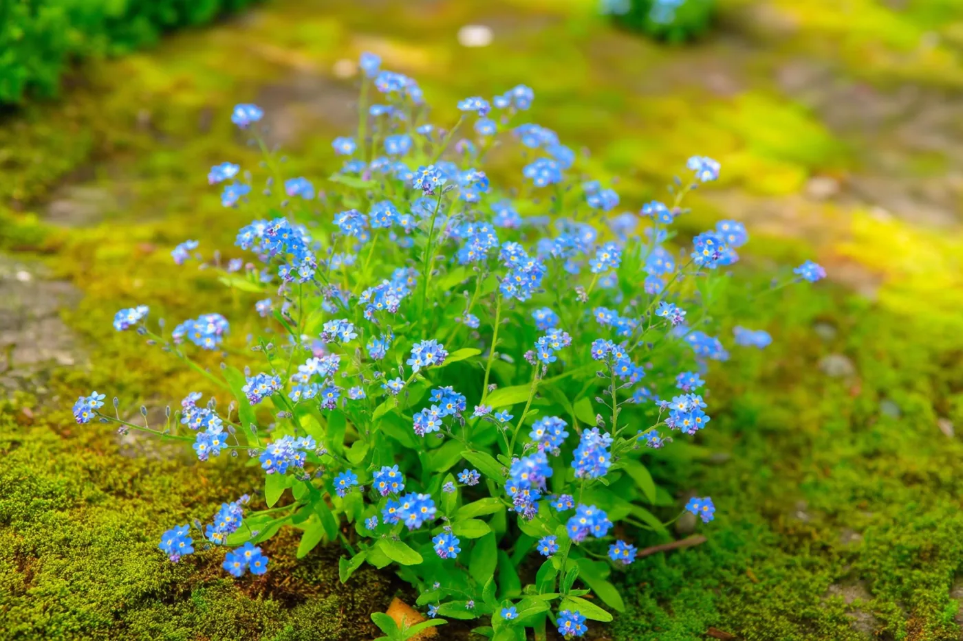 Kleine blauwe vergeet-mij-nietjes met gele hartjes groeien dicht bij elkaar tussen heldergroen mos op een tuinpad.