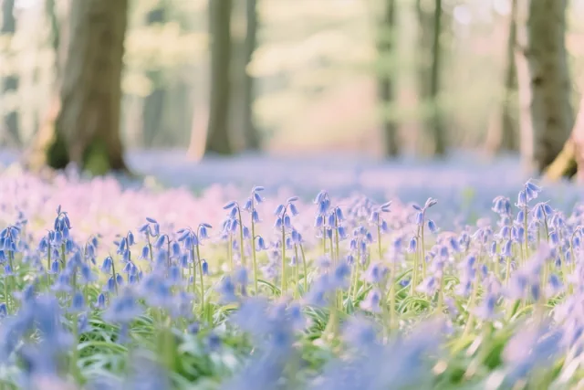 Het bos staat in bloei