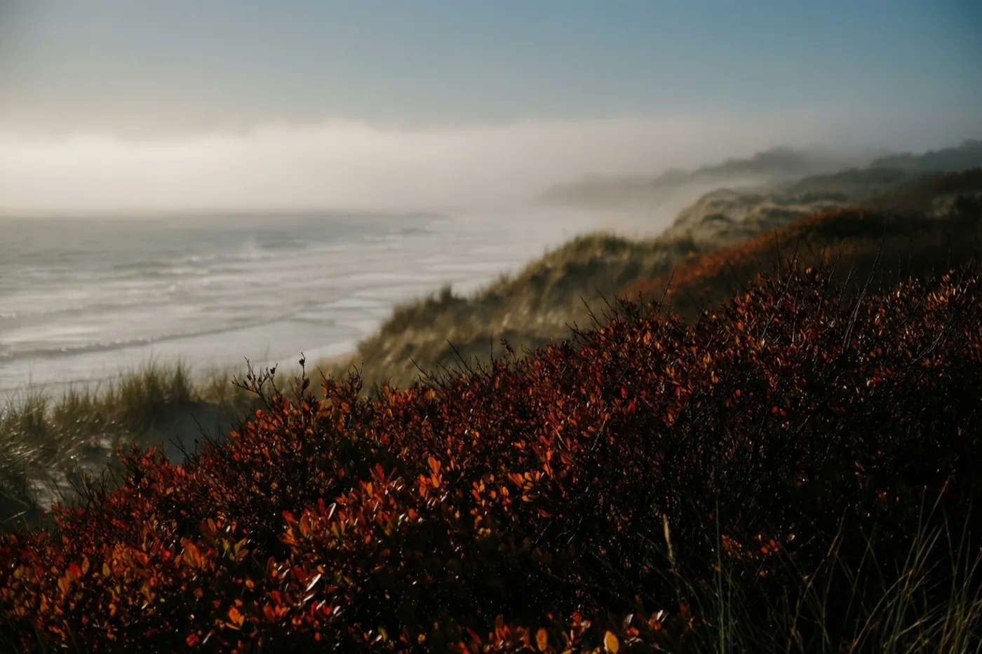 Bij het ochtendgloren trekt zeemist over duinen met roestkleurige herfststruiken op de voorgrond, in zachte blauwe, grijze en warme roesttinten.