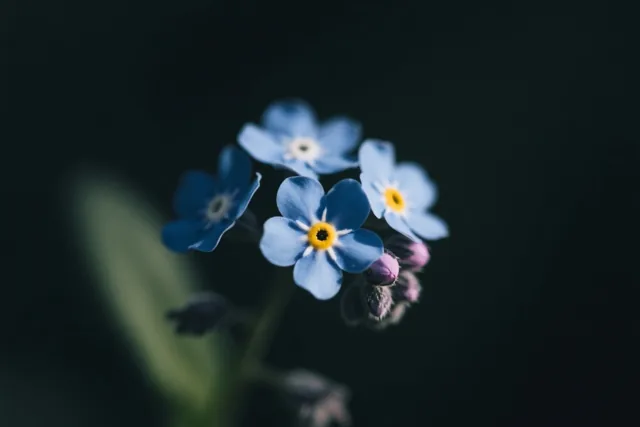 Blauwe vergeet-mij-nietjes met gele hartjes zijn van dichtbij te zien, zacht verlicht tegen een donkere achtergrond.