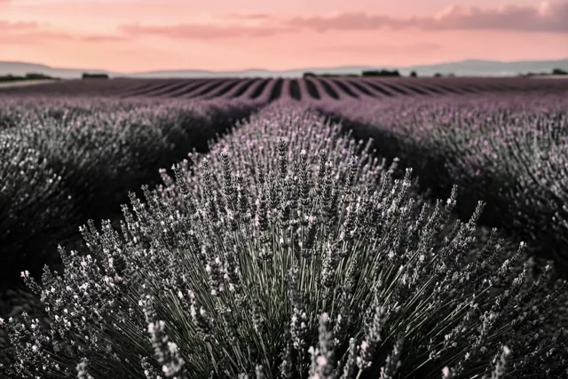 Even lavendel, even aan jou denken