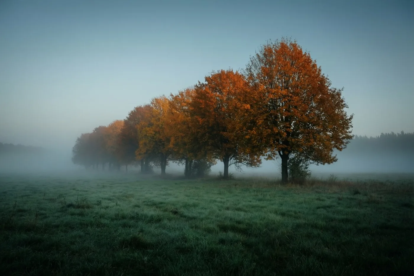 Een rij bomen met oranje en gele bladeren staat bij het aanbreken van de dag in een mistige weide met koele blauwe en groene tinten.