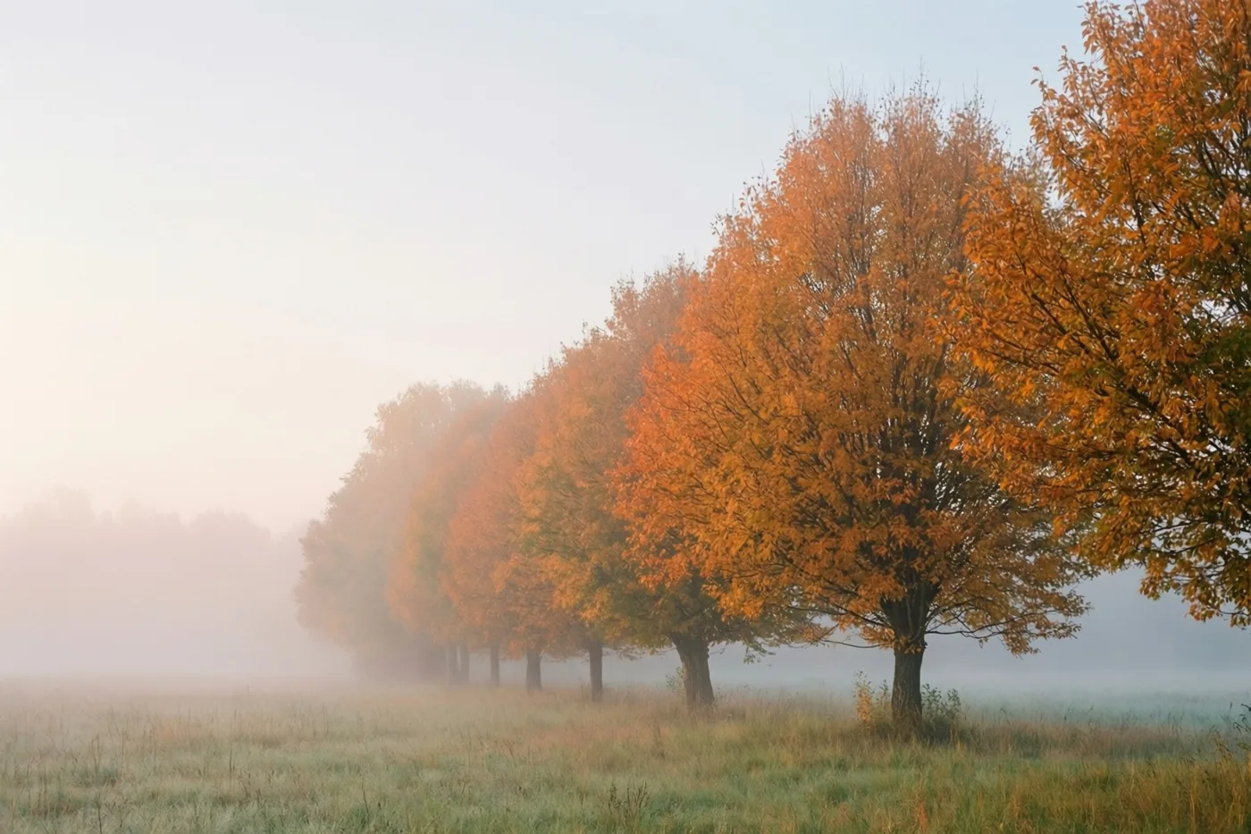 Bomen met oranje en gele bladeren staan in een rij in een mistige weide bij dageraad, in zachte oranje, groene en lichtgrijze tinten.