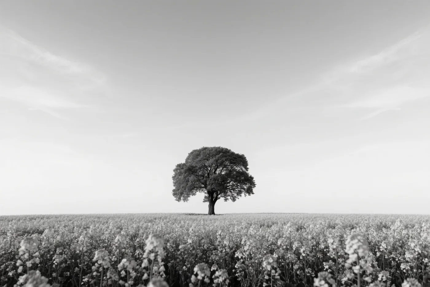 Een foto in grijstinten toont een eenzame boom in een uitgestrekt veld bloeiend koolzaad onder een weidse hemel.
