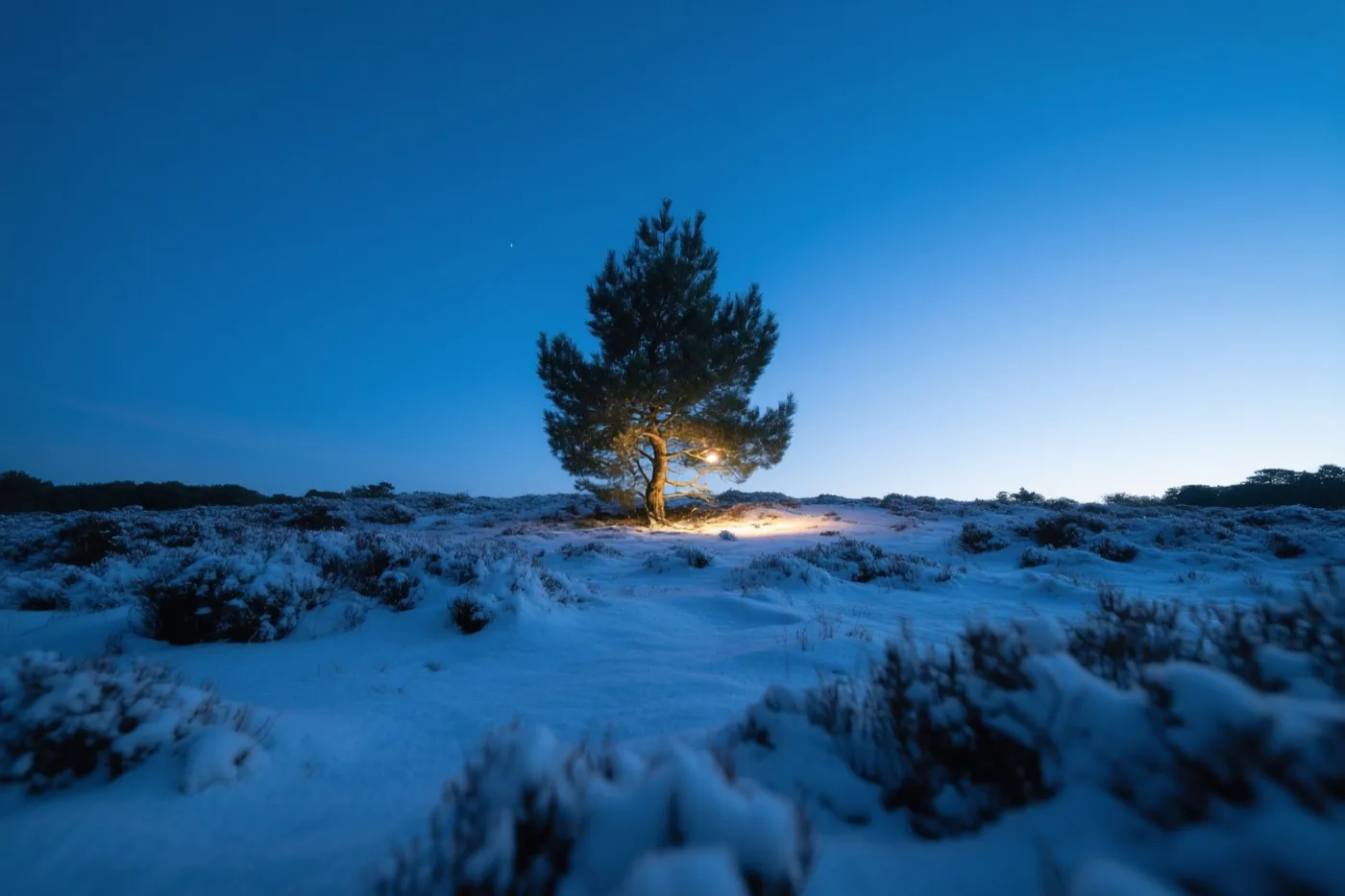 Een alleenstaande boom staat op een besneeuwde heide onder een diepblauwe schemerhemel.