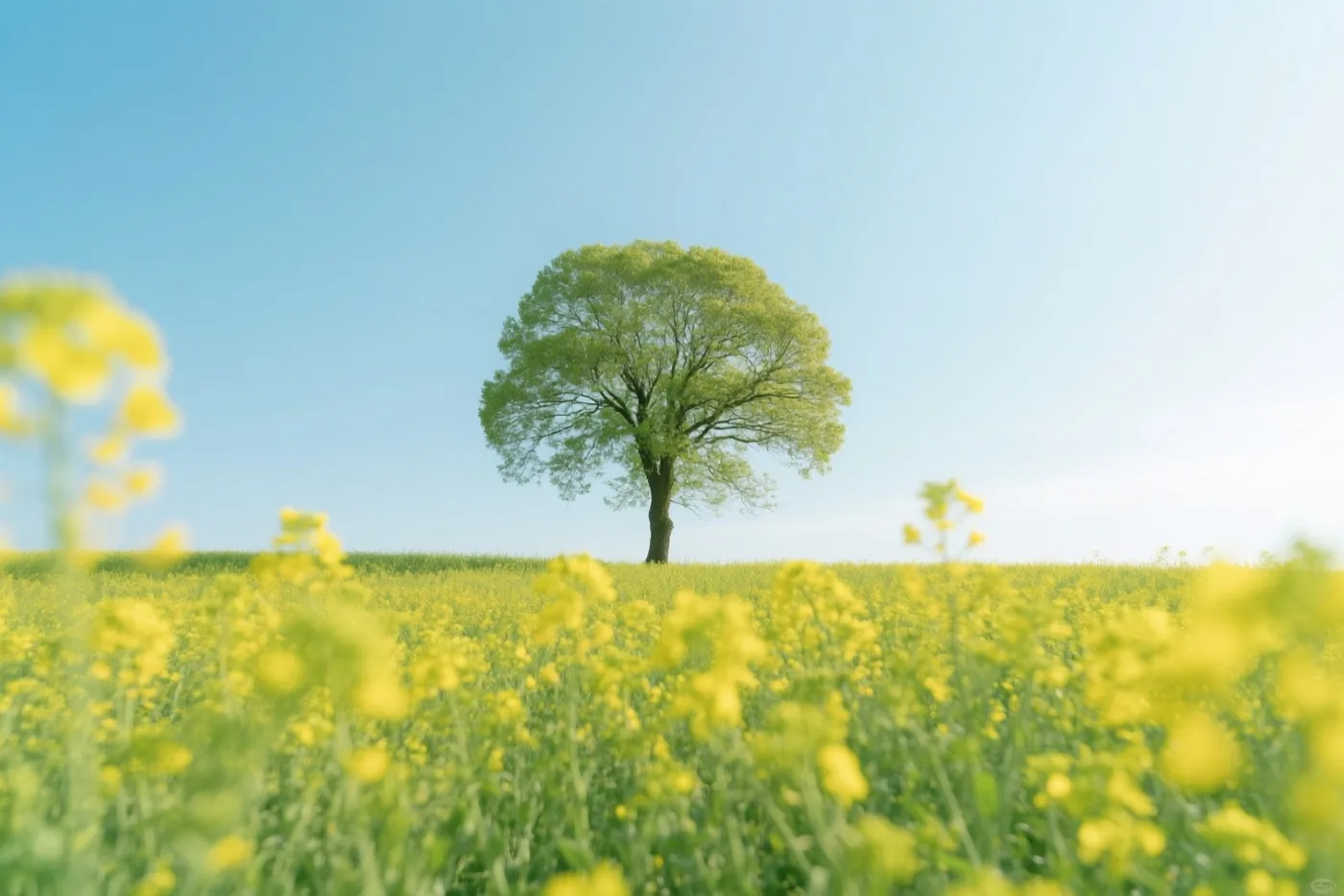 Een groene boom staat alleen op een heuveltop in een veld gele koolzaadbloemen onder een uitgestrekte blauwe hemel en helder zonlicht.