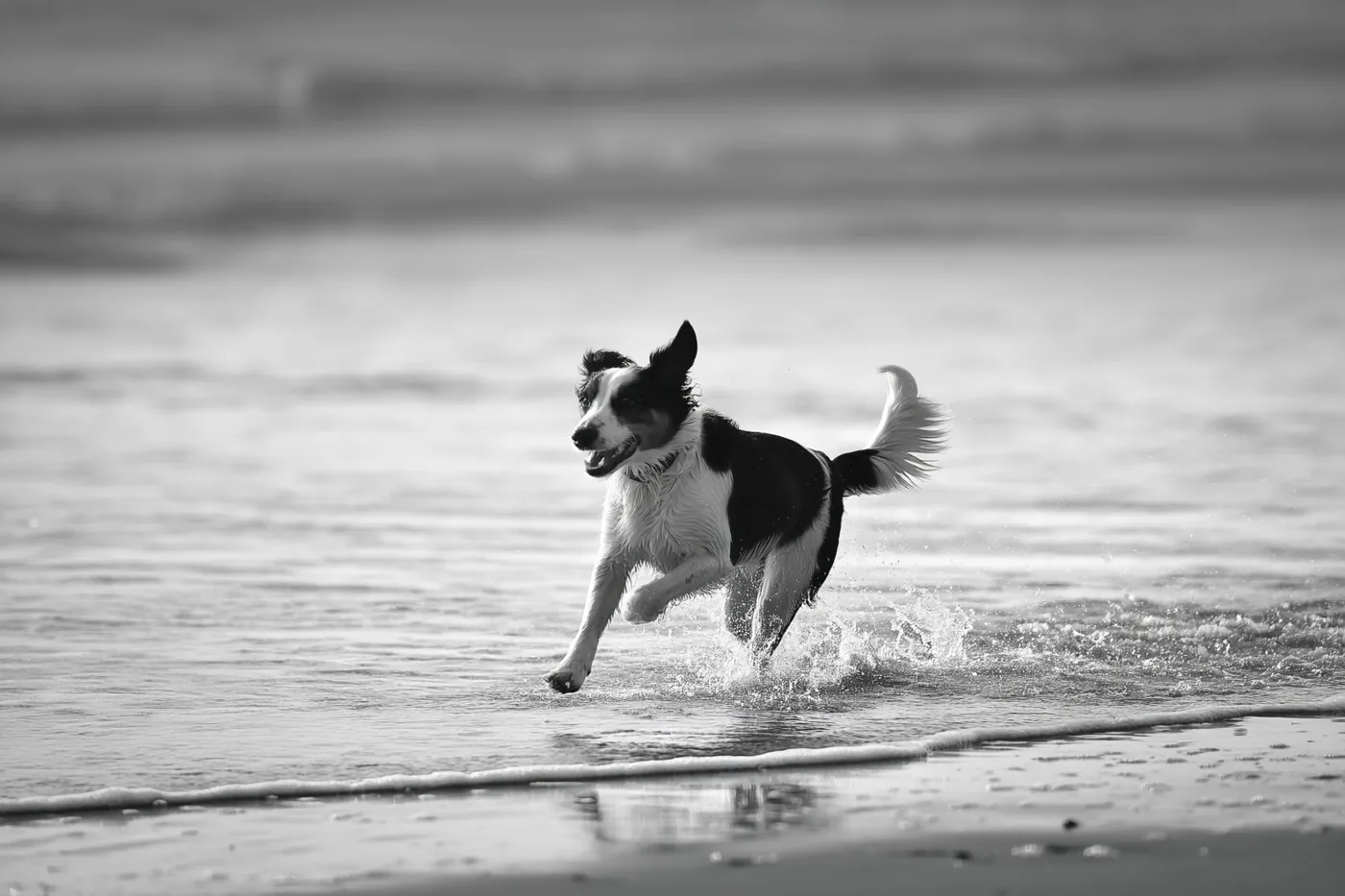Een zwart-witfoto toont een bordercollie die door ondiep zeewater rent, met opspattend water en een onscherpe achtergrond.