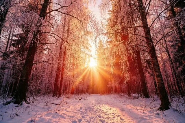 Een bos vol zachte winterkleuren