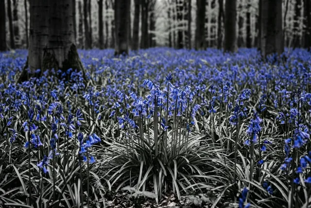 Blauwe bloemen, stille bomen
