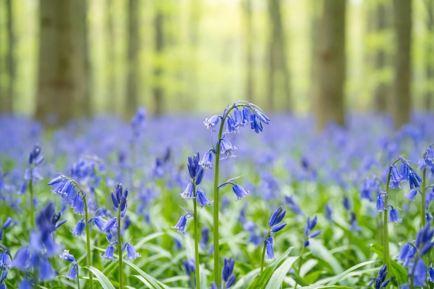 Blauwe boshyacinten en groen blad bedekken een bosbodem met zonnevlekken, met onscherpe boomstammen op de achtergrond.