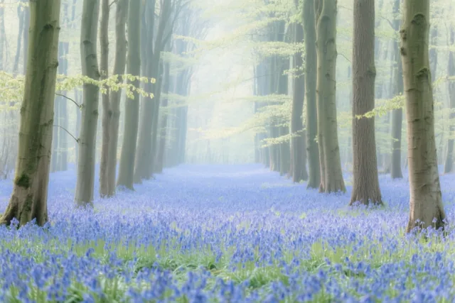 Blauw tussen de beuken