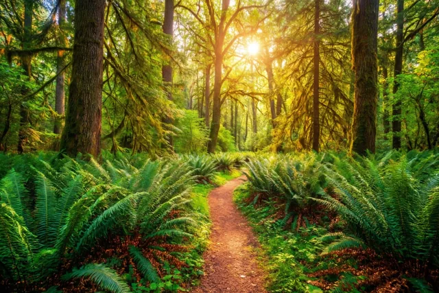 Een kronkelend aardepad loopt door een dicht bos met hoge groene varens en bemoste boomstammen in warm zonlicht.