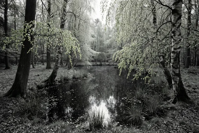 Berken in het zachte licht