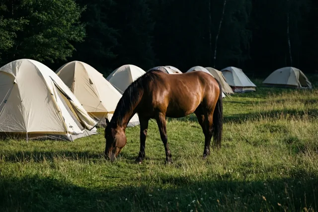 Zomerrust bij de paardenweide