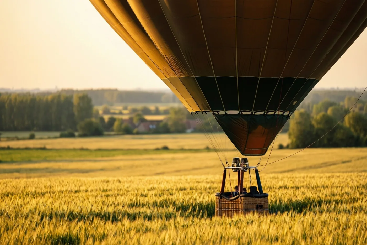 Een bruine en zwarte luchtballon zweeft laag boven een uitgestrekt goudgeel tarweveld in warm zonlicht.