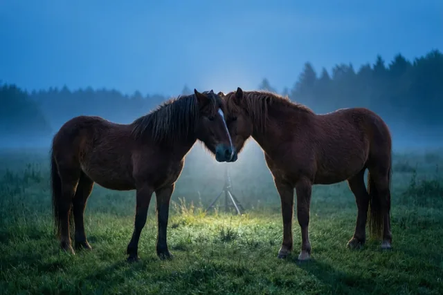 Twee bruine paarden staan met hun hoofden bij elkaar in een mistige weide bij schemerlicht, in koele blauwe en groene tinten.