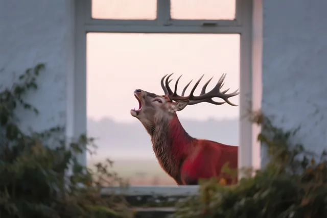 Wild uitzicht bij het ochtendgloren