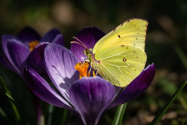 Lente op vlindervleugels