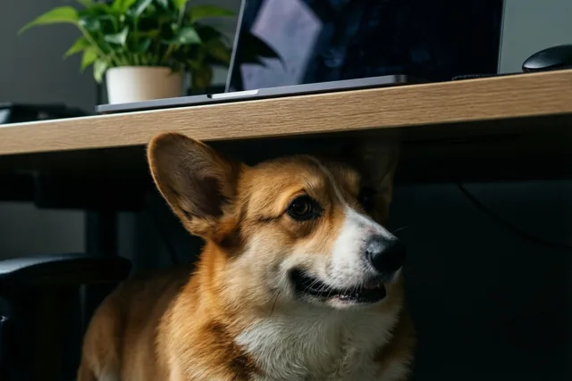 Corgi houdt je werkplek warm