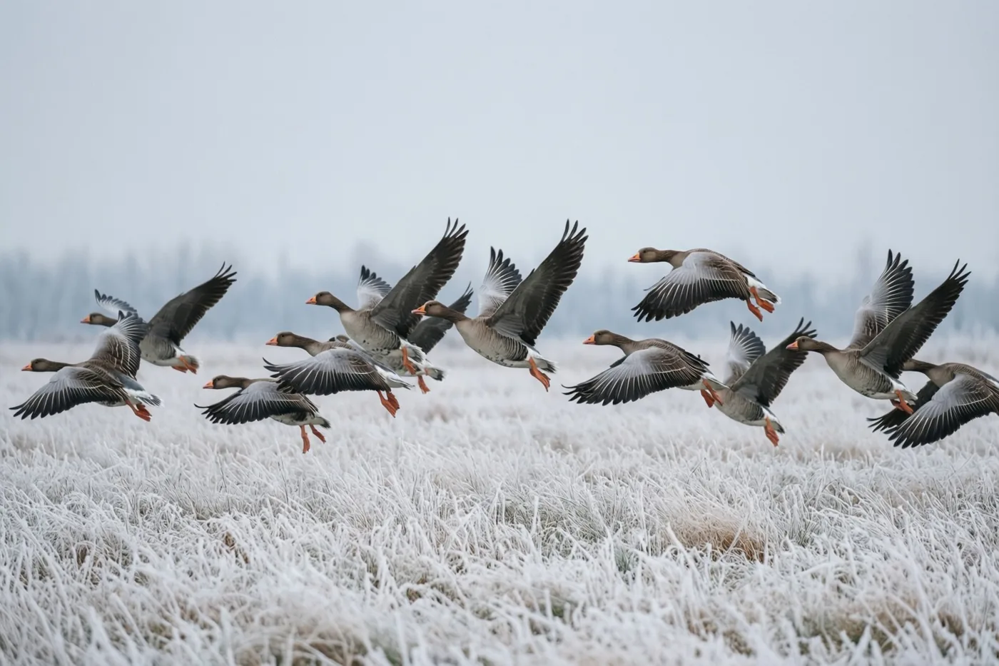 Een groep wilde ganzen daalt met gespreide vleugels af naar een berijpte weide onder een grijze, bewolkte hemel.