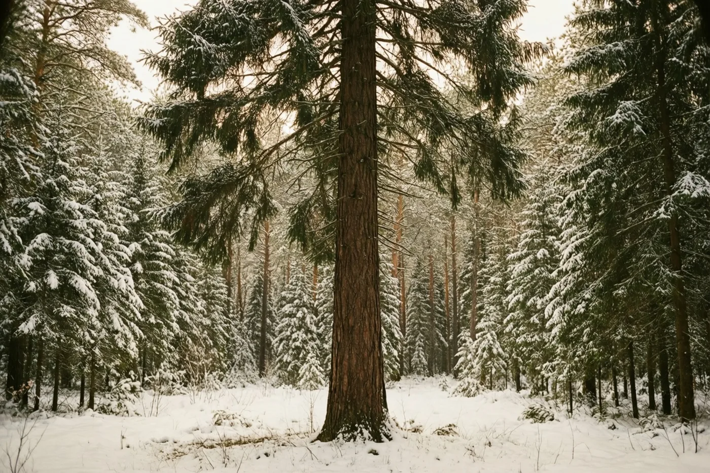 Een hoge den staat rechtop tussen andere besneeuwde bomen, met witte sneeuw, donkergroene naalden en bruine stammen.